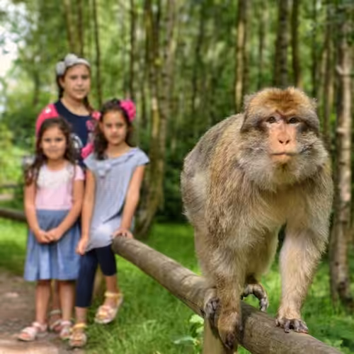 Staffordshire Make A Day Of It Monkey Forest Small Square