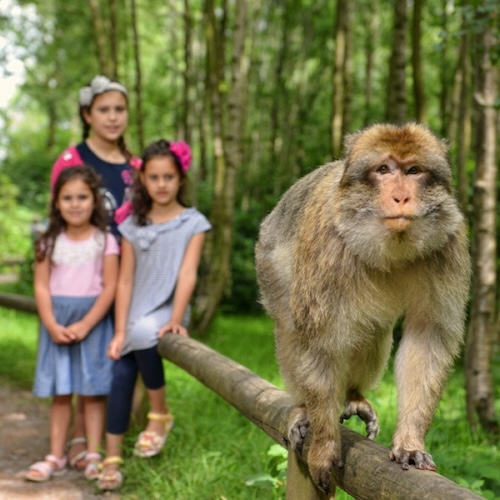 Staffordshire Make A Day Of It Monkey Forest Small Square
