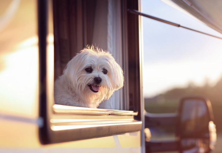 motorhoming with dogs